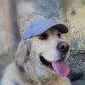 Mario Gilabert's profile picture