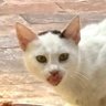 Random X User Here 的头像