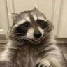Goober's profile picture