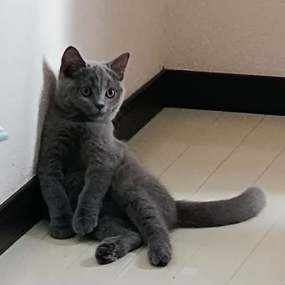 chocopara1's profile picture