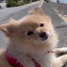 プ吉's profile picture
