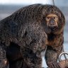Profilbild von Keto 🦍