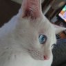 shimi profil fotoğrafı