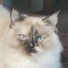 Profilbild von firecatrekka
