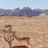 محمد 🐎🇸🇦 profil fotoğrafı