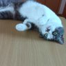 翁紫庵(M) profil fotoğrafı