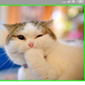 Meli Yong's profile picture