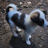 Simiyu profil fotoğrafı