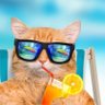 Catz 的头像