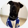 Perro Malaguista 的头像