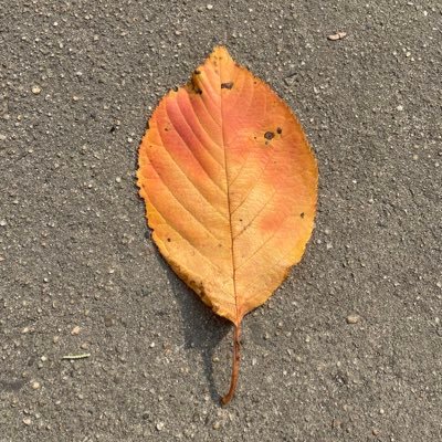 ruokaykay's profile picture
