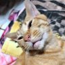 Фото профиля 猫田川めめ之助