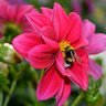 Annie Bee, Ed.D.'s profile picture