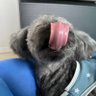 スカル すーさん@'s profile picture