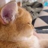 Profilbild von 猫しか勝たん