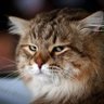 cat traveler profil fotoğrafı