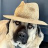 Duke's profile picture