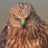Madagaskar's profile picture