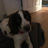 Jack Davies's profile picture