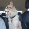 Jaz profil fotoğrafı