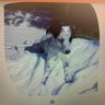 Profilbild von Blue Heeler