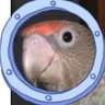 LUPPE bird's profile picture