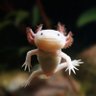 Profilbild von Axolotl 🇵🇸
