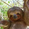 Фото профиля ナマケモノ