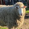 Profilbild von TheSheepWhisper