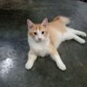 Lingling Family 的头像