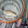 へらぶな釣りデビュー's profile picture