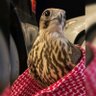 ISaQer 's profile picture