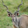 Profilbild von くーず