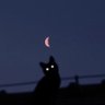 mr moon man's profile picture