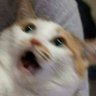 ૮₍ ˶ᵔ ᵕ ᵔ˶ ₎ა 장하오's profile picture