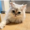 SAYU💛🩵 profil fotoğrafı