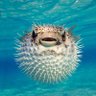 Pufferfish228 的头像
