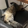 勇斗(ロイヤル専)'s profile picture
