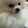 🐼ゆうき🦦(てちを愛するレッサーパンダ…入院中)'s profile picture