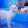 nounou profil fotoğrafı