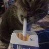 wiz's profile picture