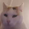 jcff95's profile picture