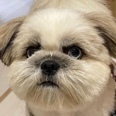 ちゃあこ's profile picture