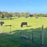 Profilbild von Twisted S Cattle