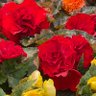 Фото профиля Wendy Schlink