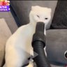Sushi de goiaba's profile picture