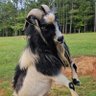 Profilbild von Steele Farms