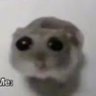 Profilbild von P