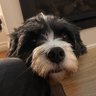 Ferris Beuller's profile picture