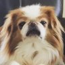 🐶Ezzie’sMom🇺🇸 的头像